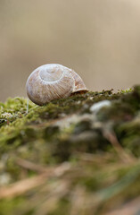 Snail shell detail close up on background