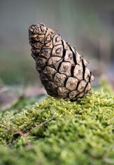 Pine cone on background