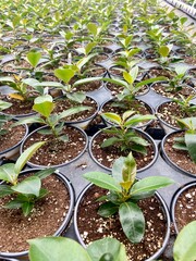 seedlings in a greenhouse