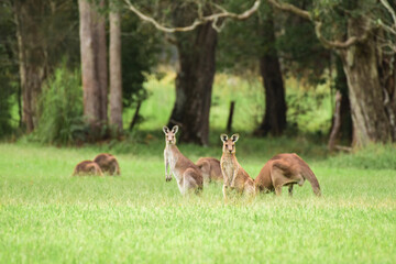 Eastern gray kangaroo (Macropus giganteus) Australian animals graze on green grass in natural habitat.