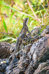Australian water dragon (Intellagama lesueurii) Australian lizard sits on a stone on the seashore, animal in the natural environment.