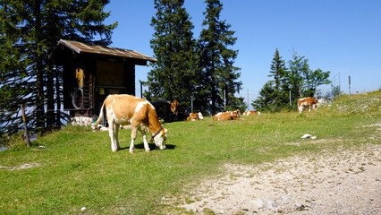 Vaches en Bavière