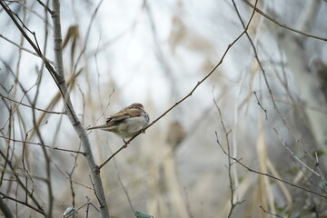 A sparrow bird, nature