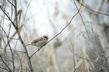 A sparrow bird, nature