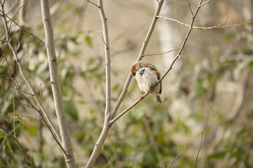 A sparrow bird, nature