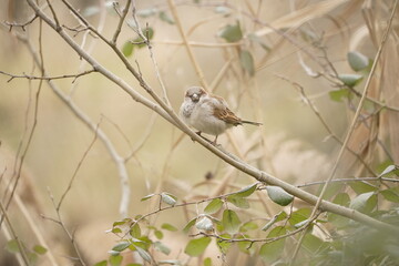 A sparrow bird, nature