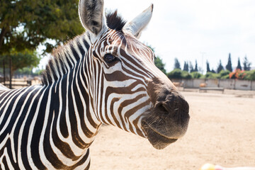 Funny zebra face is looking at you asking for food in safari Ramat Gan, Israel. Wild life, happy...