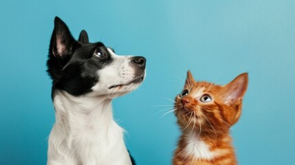 Mixed breed dog and cat looking up 