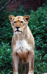 lioness focuses