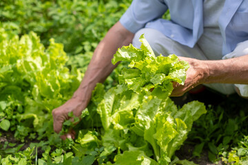 Hands of a senior picking lettuce in sunny day, vibrant garden setting. Image suits themes of growth and health, senior life in retirement, life in countryside