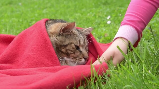 A girl wraps a tabby cat in a soft red blanket on 