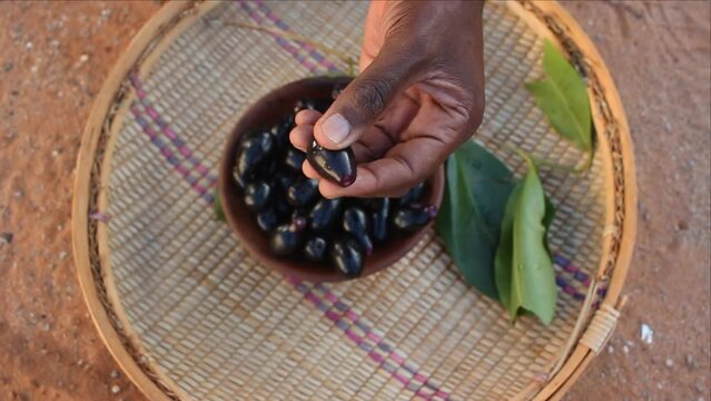 Squeezing ripe purple Syzygium cumini fruits, also known as Java plum