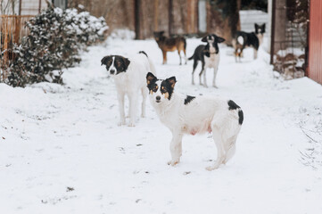 A flock of many hungry homeless dirty rural mongrel dogs stand in the snow in winter, waiting for...