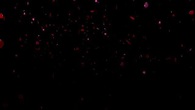 Rose petals falling over black background. Red Flowers overlay, green screen, alpha effect -4k Seamless Loop
