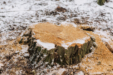 A stump from a large felled tree stands in the snow in the forest in winter. Close-up photography, nature, deforestation.