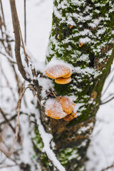 Growing orange flammulin mushrooms grow on a coniferous tree in the snow in winter. Photography of nature, food, plants. - obrazy, fototapety, plakaty