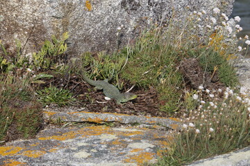 Lagarto reposando y calentándose en el sol de mediodia