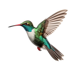 Obraz na płótnie Canvas hummingbird on white background
