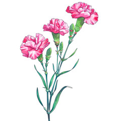 Artistic illustration of pink carnations with variegated petals on a slender green stem, against a pure white background