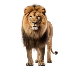 lion isolated on white background