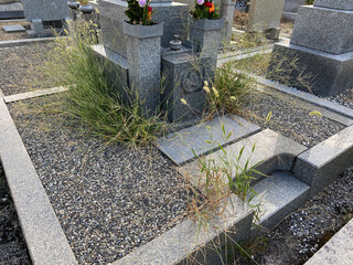 お墓の周りは雑草だらけ