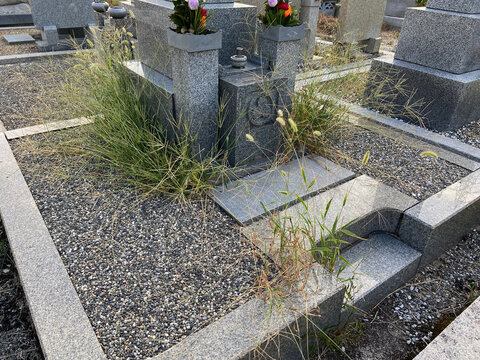 お墓の周りは雑草だらけ