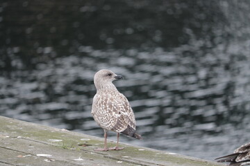 Pájaro en un muelle mirando al mar
