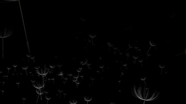 Isolated floating dandelion seeds over black background. Spring Flowers overlay, green screen, alpha effect -4k Seamless Loop