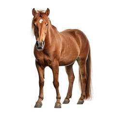 Obraz premium horse isolated on white