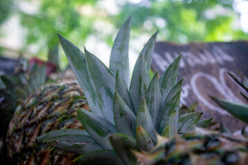 Obraz premium pineapple