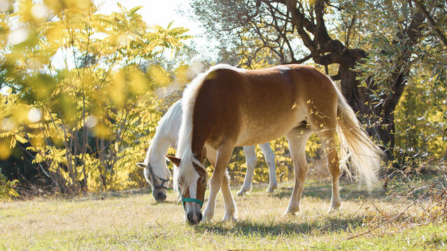 Two horses eating turf in the midst of secular Olive trees in Calabria 