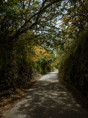 Fototapeta na wymiar Trees along the Railway Trail in Bermuda