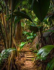 The Vallee De Mai palm forest. May Valley, island of Praslin, Seychelles