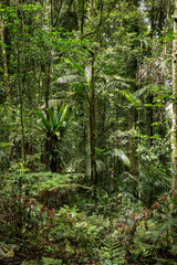Understory Trees and Plants in the Dorrigo Tropical Rainforest a World Heritage site