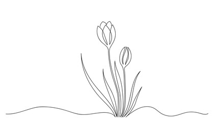 Crocus flower drawn by one line. Sketch first spring flowers. Continuous line drawing botanical art. Design for tattoo art, border, divider. Vector illustration in minimalist style.