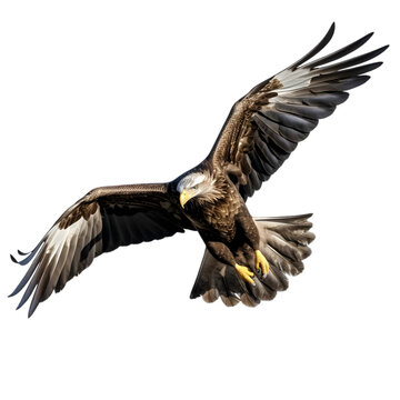 American bald eagle  on transparent background PNG image