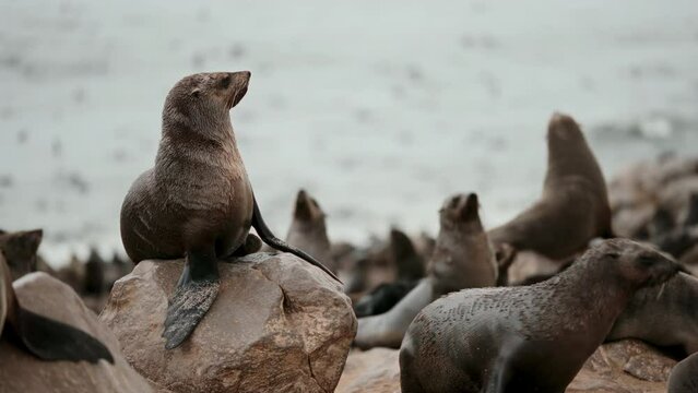 Seal colony on the beach.