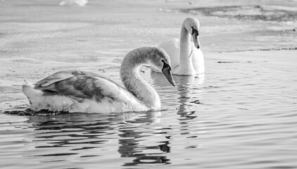 Horizontal black and white photograph of a pair of swans in the water, with the frozen edges of the pond in the distance.