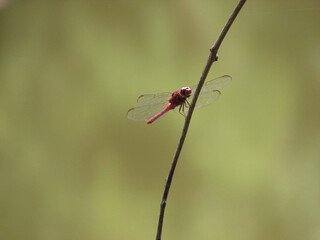 A beautiful red dragonfly perched on the tip of a leaf in a pond