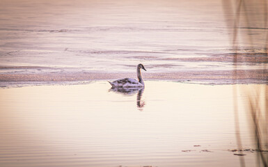 Horizontal pink monochrome photo of a swan alone in the water with the frozen edges of the pond in the distance.
