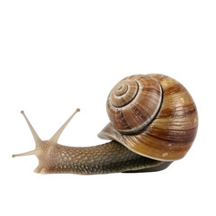 snail on transparent background PNG image