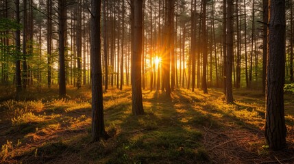 Golden sunlight filters through tall pine trees, highlighting the forest's lush undergrowth - Powered by Adobe