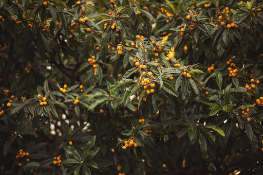 A large loquat tree with lots of ripe fruit. Ripe fruit loquat on trees in the garden.