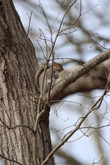 An eastern gray squirrel sitting in a tree during winter in New York
