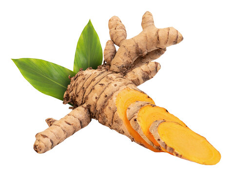 Curcuma zedoaria rhizome and green leaf on transparen background.