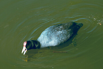 Focha silvestre en un lago