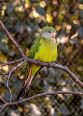 Superb Parrot (Polytelis swainsonii) in Australia