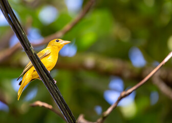 Summer Tanager (Piranga rubra) in North and South America