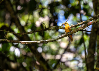 Summer Tanager (Piranga rubra) in North and South America