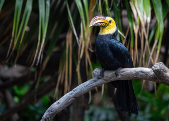 Sulawesi Hornbill (Rhabdotorrhinus exarhatus) in Indonesia